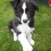 Cucciolo di Border Collie maschio di due mesi