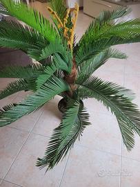 cycas pianta finta