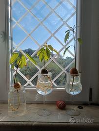 piante di avocado 