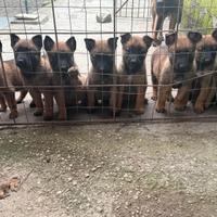 Cuccioli Pastore belga malinois