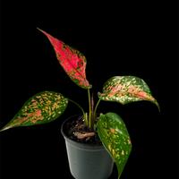Aglaonema Strawberry