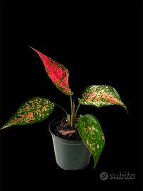 Aglaonema Strawberry