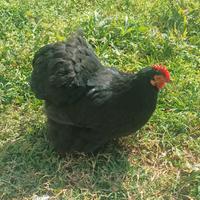 Coppia Cocincina riproduttiva