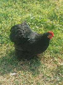 Coppia Cocincina riproduttiva