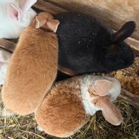 Cuccioli di coniglio pelo riccio