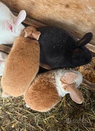 Cuccioli di coniglio pelo riccio