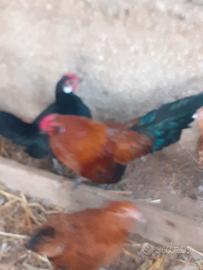 Galline nane barbute