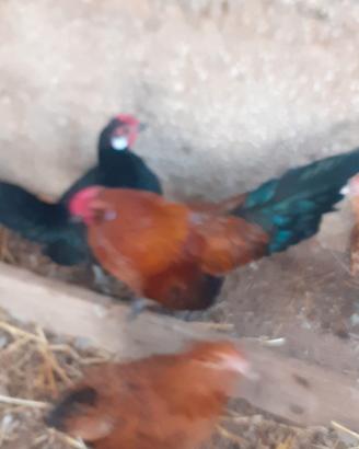 Galline nane barbute