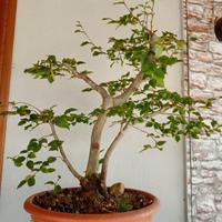 Prebonsai carpino bianco