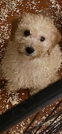 Cucciolo barboncino nano