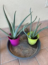 Due piante di aloe vera
