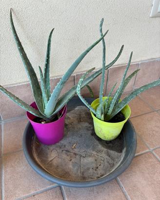 Due piante di aloe vera
