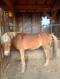 Puledri haflinger
