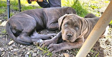 Cuccioli cane corso