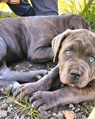 Cuccioli cane corso