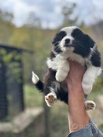 Cuccioli di border collie maschi e femmine