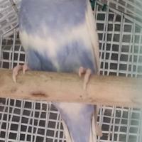 Cocorita giovane femmina viola chiaro