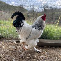 Brahma Bianco Columbia