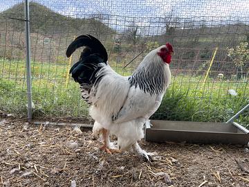 Brahma Bianco Columbia