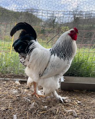Brahma Bianco Columbia