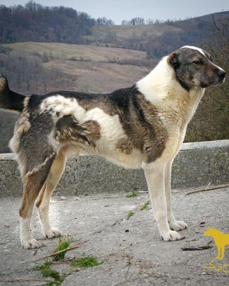 Cucciola di Pastore dell'Asia Centrale
