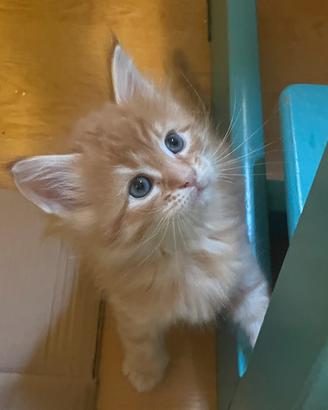 Maine coon
