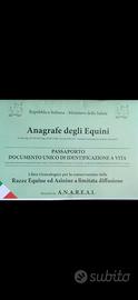 Puledri e cavalli