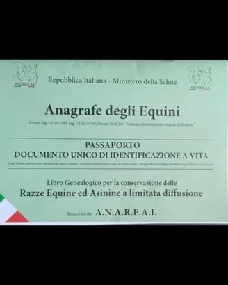 Puledri e cavalli