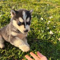 Cuccioli di Siberian Husky