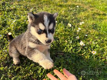 Cuccioli di Siberian Husky