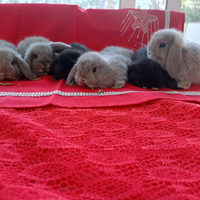 Cuccioli ariete nano minilop