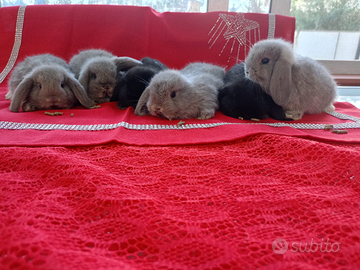 Cuccioli ariete nano minilop