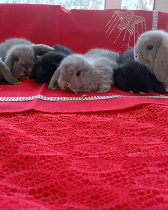 Cuccioli ariete nano minilop