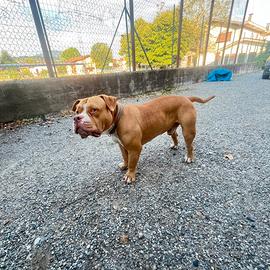 Cane per monta AMERICAN BULLY POCKET
