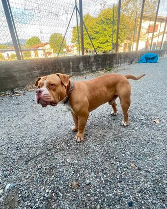 Cane per monta AMERICAN BULLY POCKET