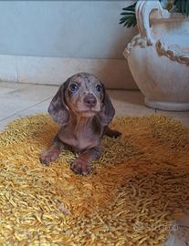 Cucciolo bassotto alercchino cioccolato