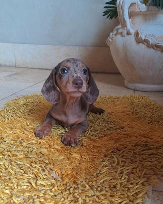 Cucciolo bassotto alercchino cioccolato