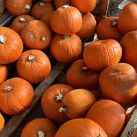 Zucche di Halloween ingrosso (minimo 500 pezzi)