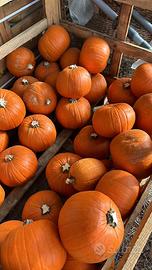 Zucche di Halloween ingrosso (minimo 500 pezzi)