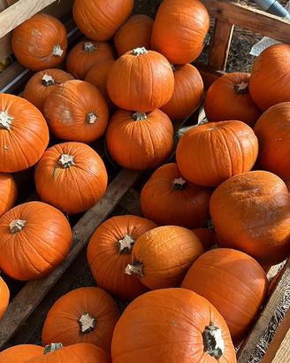 Zucche di Halloween ingrosso (minimo 500 pezzi)