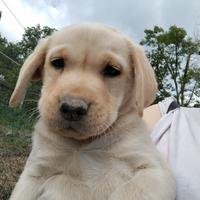 Cucciolo di Labrador