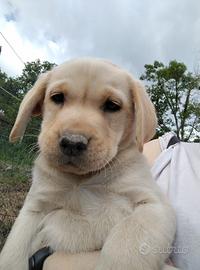 Cucciolo di Labrador