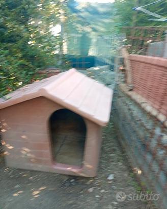 cuccia cane
