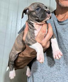 American Pitbull 1 maschio e 2 femmine