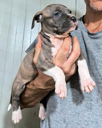 American Pitbull 1 maschio e 2 femmine