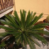 Cycas