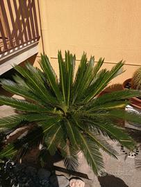 Cycas