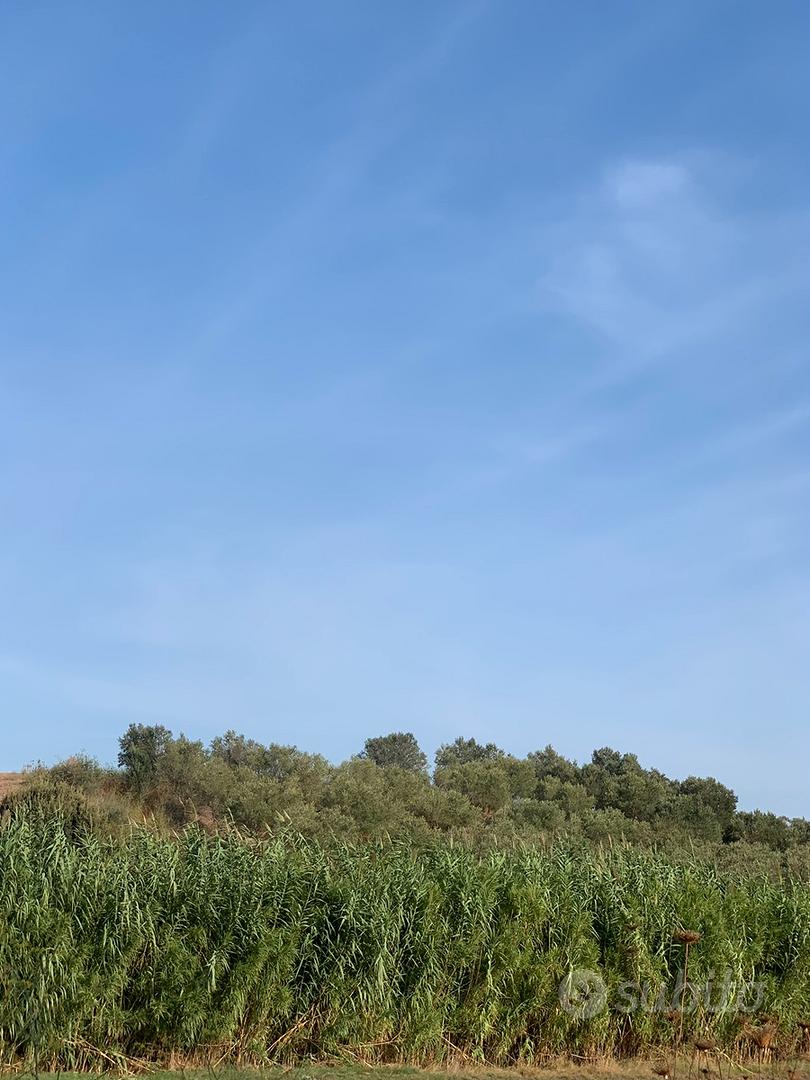 Olivetto ( leggi annuncio ) - Vista 3