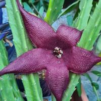 Stapelia Hirsuta 
