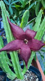Stapelia Hirsuta 